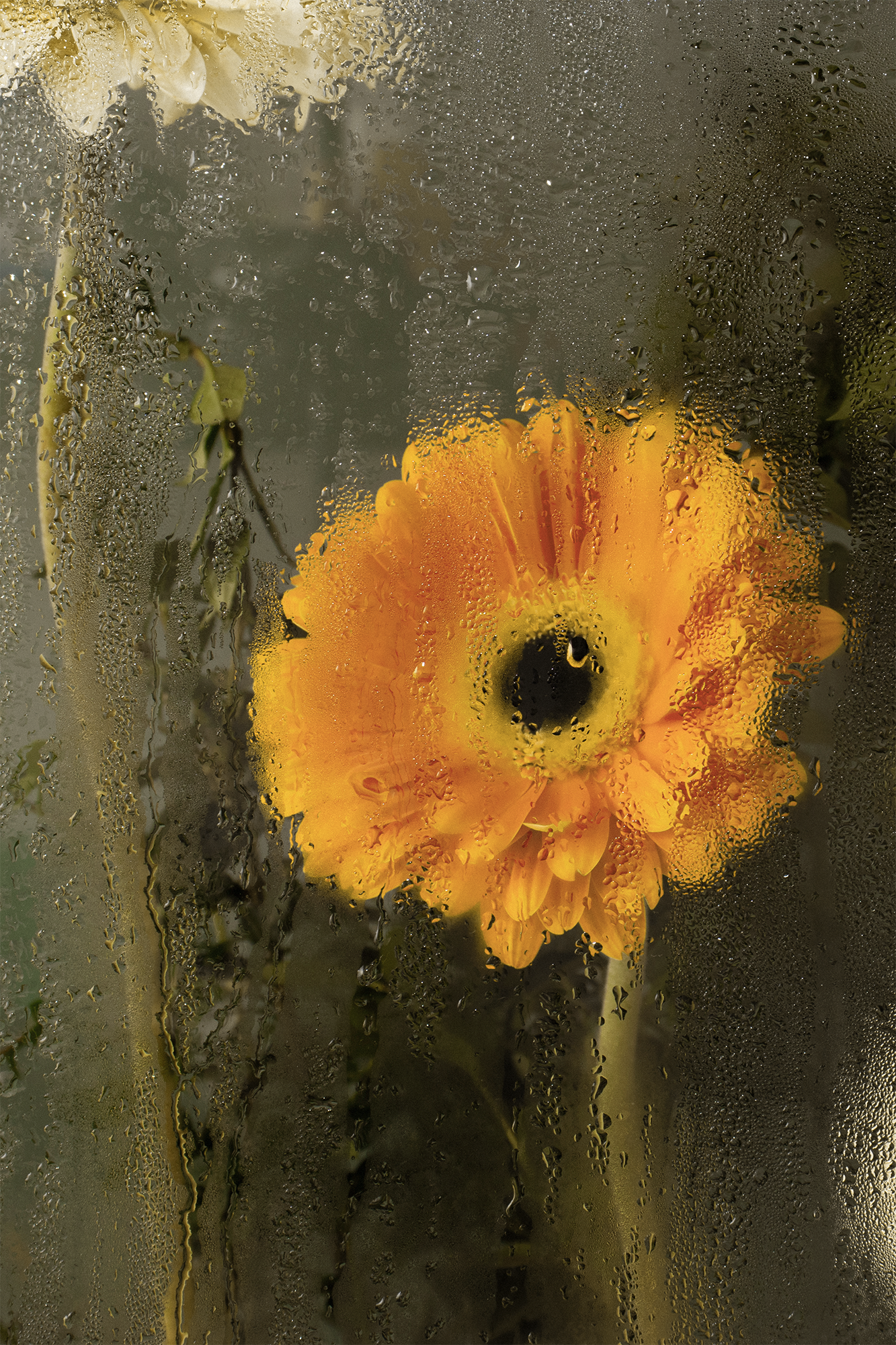 Soft Light, Soft Skin